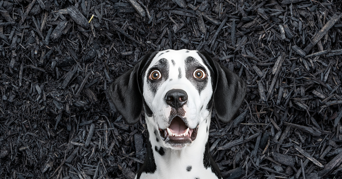 Is Black Mulch Safe for Dogs